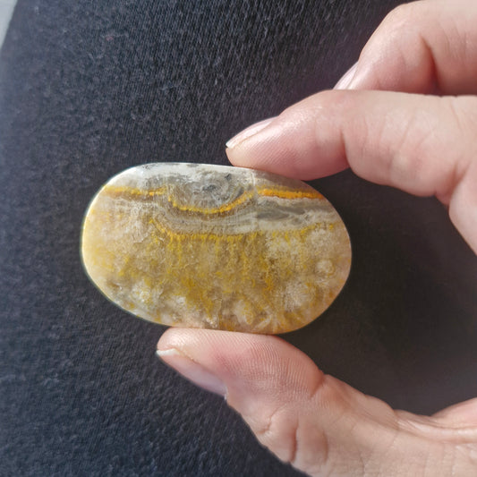 🐝🖤💛 Bumblebee Jasper 💛🖤🐝